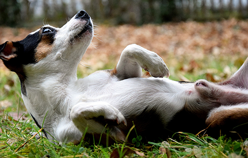 Jack Russell auf der Seite liegend