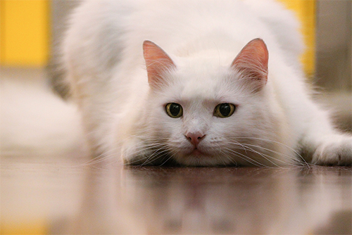 kleine Katze jagt nach Trockenfutter