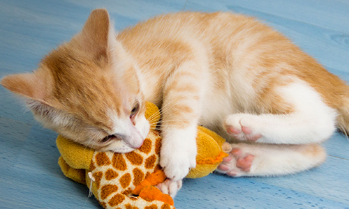 kleine Katze mit mit Duftkissen