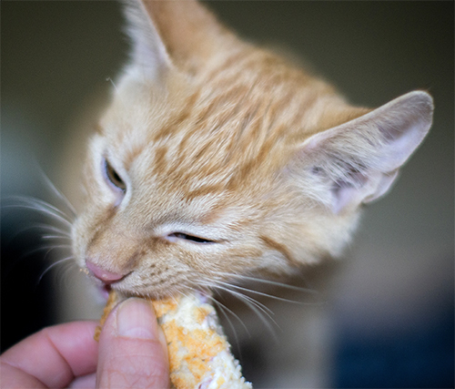 Kitten wird gefüttert