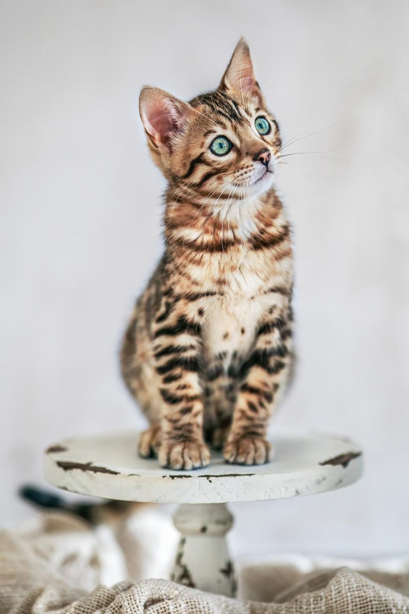 Fotoshooting Mit Bengalkitten